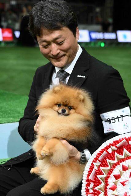 Reserve Best in Show - Pomeranian GCHG Artistry’s Aslan All That Is Good
