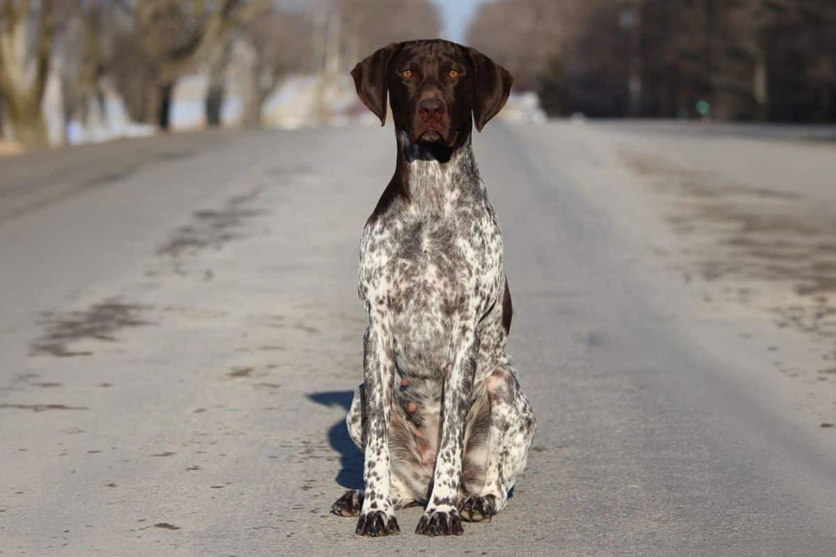 CAN CH Stannyfield’s This Is It Baby, “Fallon,” a beautiful daughter of Stevie. photo: Emily MacKinnon