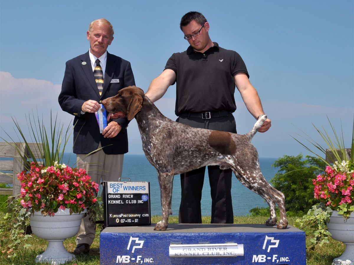 AM GCH/CAN CH Legacyk Knight Of Glory, “Stanley,” our foundation dog. Bred by Legacyk Gun Dogs. photo: Kurtis Photography