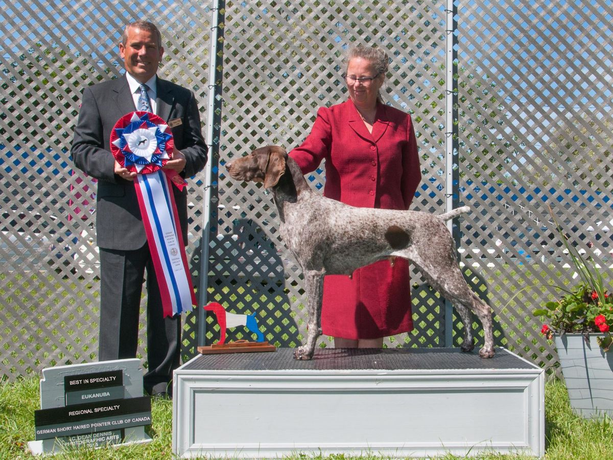BISS, Multi-Group Winning, AM CH/CAN GCH Legacyk In Your Dreams, FDJ, “Stevie,” our foundation bitch. Bred by Legacyk Gun Dogs. photo: Dean Dennis Photography