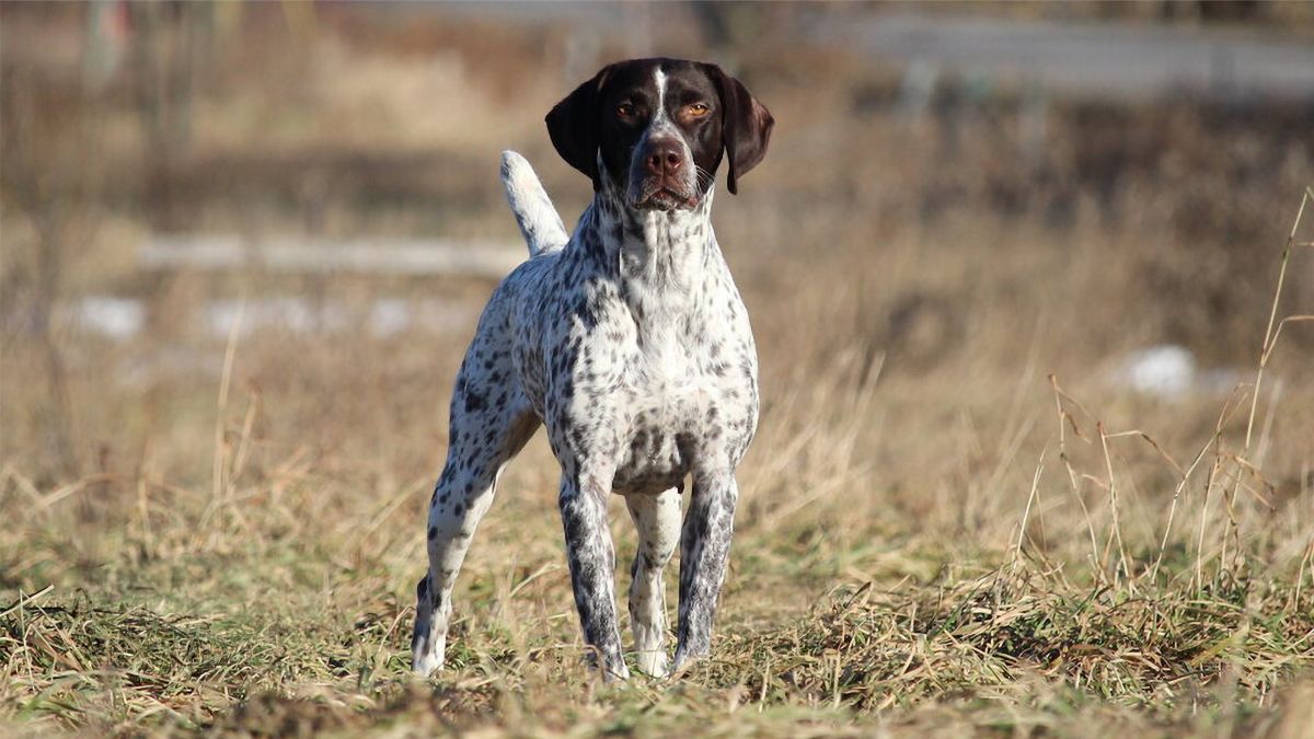 BPIS, Group-Placing, CAN GCH Stannyfield’s Say Hey Kid, “Willa Mays,” a lovely niece of Stevie. photo: Emily MacKinnon