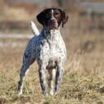BPIS, Group-Placing, CAN GCH Stannyfield’s Say Hey Kid, “Willa Mays,” a lovely niece of Stevie. photo: Emily MacKinnon