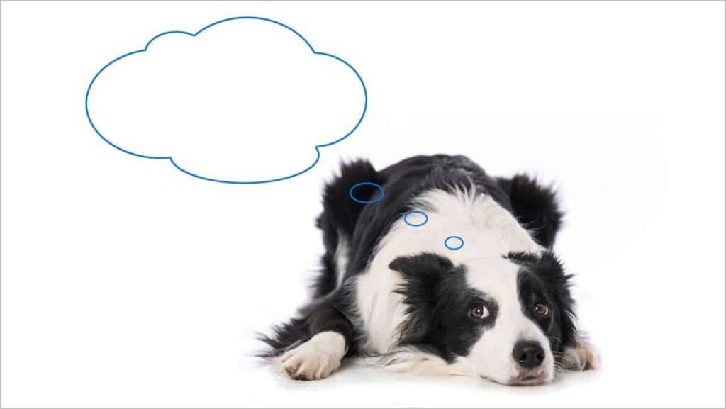 Young Border Collie dog lying with thought bubble isolated on white background