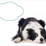 Young Border Collie dog lying with thought bubble isolated on white background
