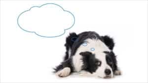 Young Border Collie dog lying with thought bubble isolated on white background