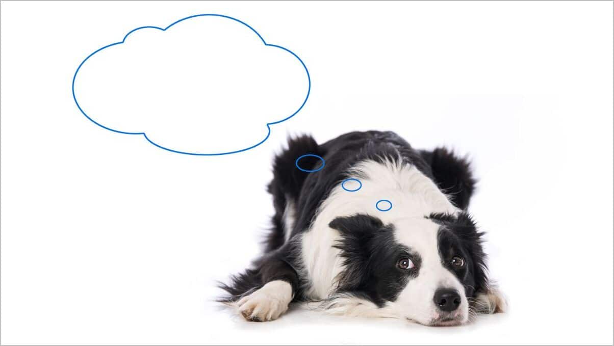 Young Border Collie dog lying with thought bubble isolated on white background