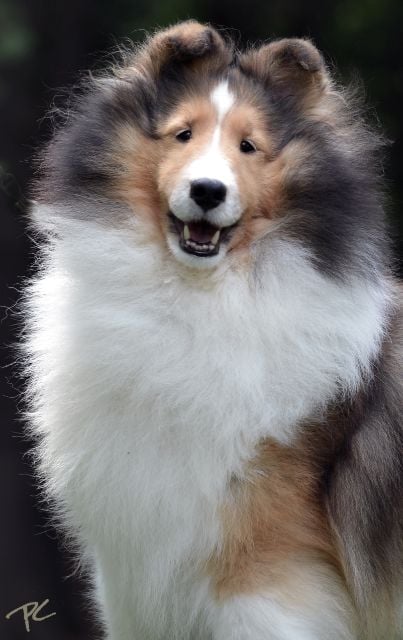 “Livy,” NBISS CH Macdega Soliloquy. Bred by Tom & Nina Coen and D. Komarek; owned by Tom and Nioma Coen. photo by Pete Culumovic