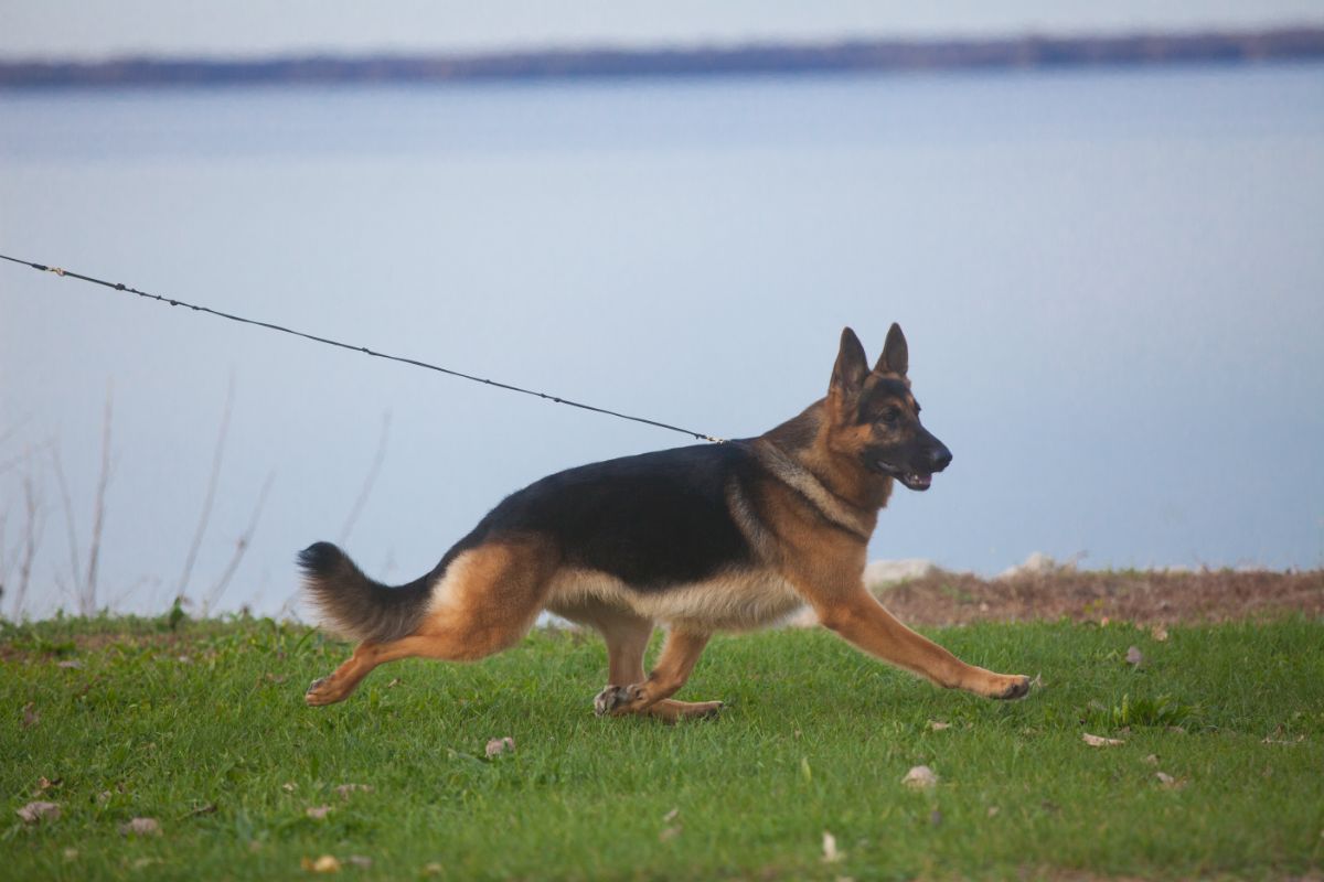 “Rumor,” MBIS, MRBIS, #1 All-Breeds (2015) GCH Lockenhaus’ Rumor Has It V Kenlyn. Bred by Kent Boyles and Pam McElheney; co-owned by Pam McElheney, Pam Buckles, Deb Stern, Patti Dukeman, and Kent Boyles. photo by Amber Jade Photography
