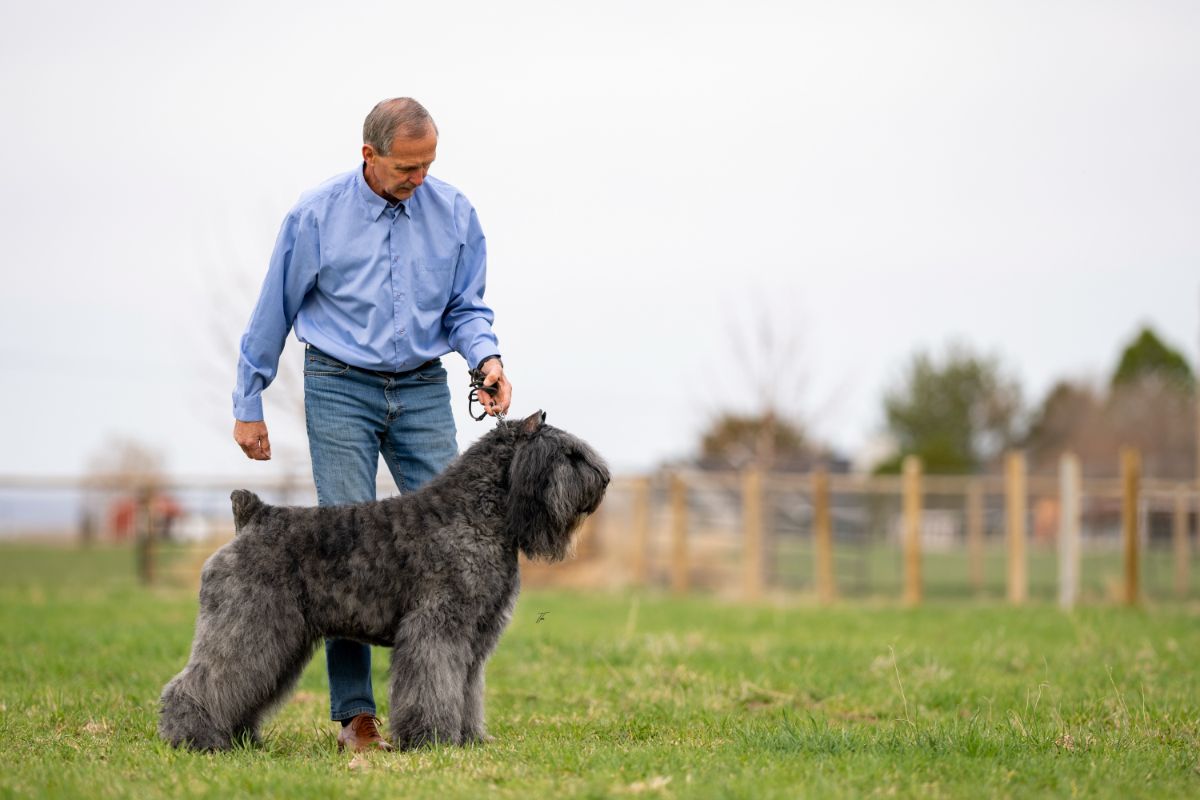 “Stryker,” NBISS GCH Jasms Light Up The Night. Bred by are Joyce Vaughn and Debra Gschwender; co-owned by Joyce Vaughn, Rick Gschwender, and George Vaughn. photo by Tyler Crady, allbreedphoto.com