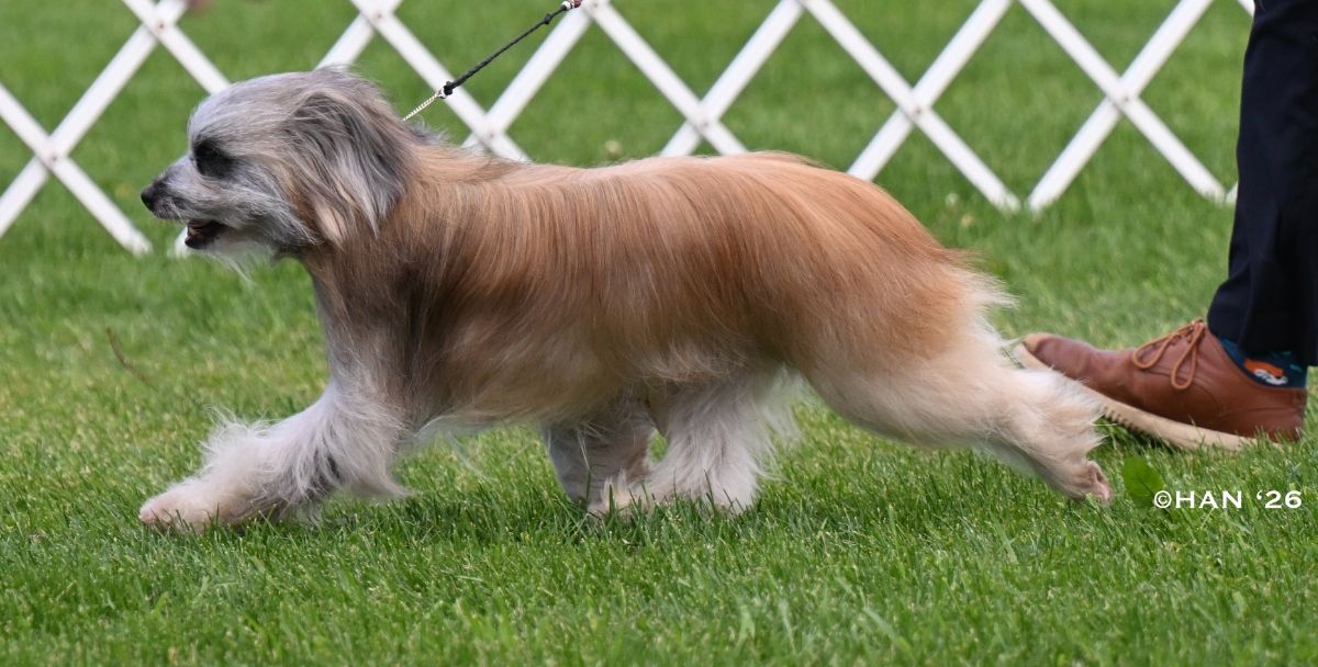 “Bruce,” BIS MRBIS MBISS NBISS GCHP LaBrise Man O War CGC FDC. Bred by Dr. Patricia Princehouse and Brendan Coleman; co-owned by Brendan Coleman, Patricia Princehouse, and Amy Eisenstadt. photo by Diana Han, Nor Cal Bulldogger Photography